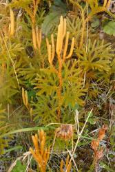 Lycopodium fastigiatum. Plant with erect aerial stems, and strobili borne in clusters of two or three, occasionally dividing dichotomously.
 Image: L.R. Perrie © Leon Perrie CC BY-NC 4.0